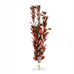 Rostlina redLudviga 38-43cm