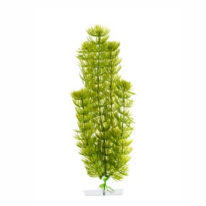 Rostlina Anarchis 38-43cm