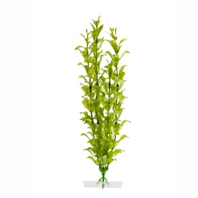 Rostlina Hygrophila 18-21cm