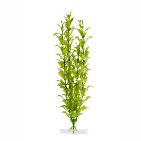 Rostlina Hygrophila 38-43cm
