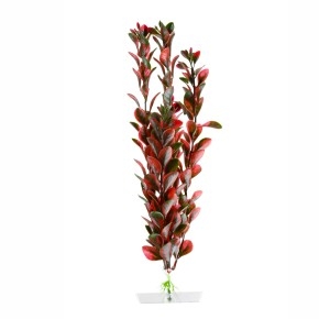 Rostlina RedLudwiga 25-28cm