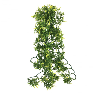 Terarijní rostlina Croton medium plant 40cm