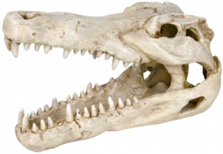 Lebka z krokodýla-akvarijní dekorace 14cm