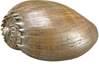 Akvarijní dekorace mušle 14 x 9,2 x 7 cm